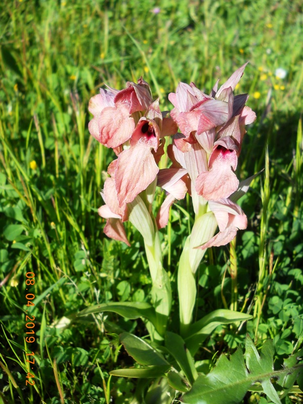 Serapias neglecta variabilit